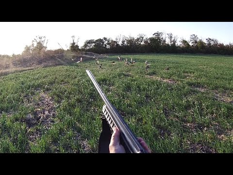 Видео: ОХОТА НА КУРОПАТКУ, НЕ БЕЗ ТРУДА - НО НОРМА...