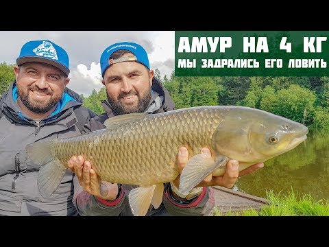 Видео: Опа! Нежданчик, амур на 4 кг! Бонус от водоема Савельево. Леха в шоке! Посиделки #3