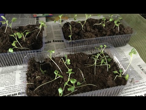 Видео: Рятую поломану розсаду капусти і досіваю ранньостиглу .../ РОЗСАДА НА ПІДВІКОННІ.