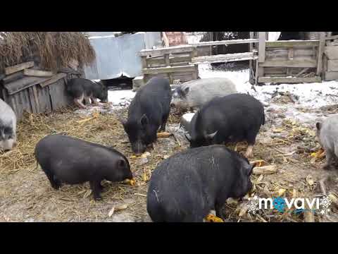 Видео: вєтнамські свині на вулиці мороз 15 градусів