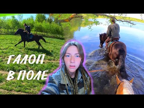 Видео: Конная прогулка В ПОЛЯ от первого лица | Верхом по воде | КоноVLOG