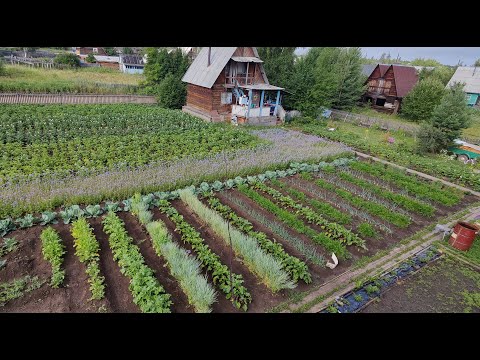 Видео: Результат эксперимента по выращиванию овощей в гребнях