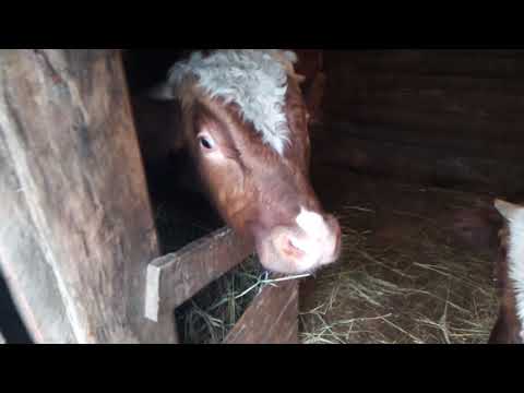 Видео: Рекордсмен месяца. Привесы быков и телят.