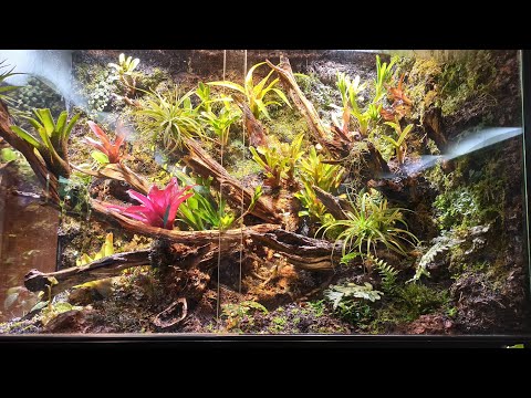 Видео: BIG флорик. Озеленение. Прикидываем стоимость небольшого флорариума.