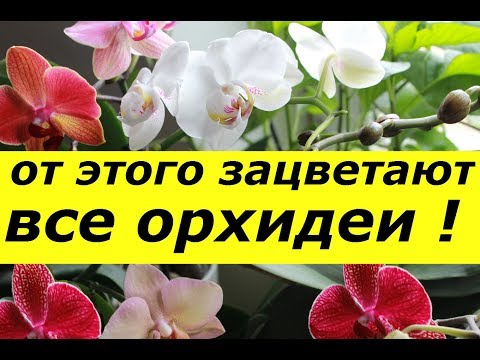 Видео: ОТ ЭТОГО УДОБРЕНИЯ ЗАЦВЕТАЮТ ВСЕ ОРХИДЕИ ! СУПЕР ПОДКОРМКА ДЛЯ ФАЛЕНОПСИСОВ !