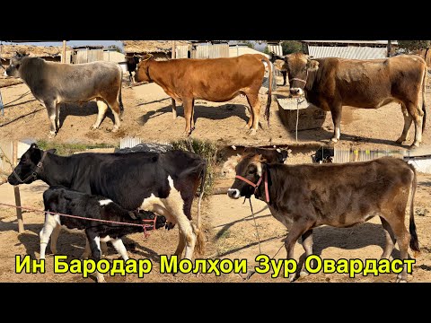 Видео: ИН МОЛҲО ДАР КАЛХОЗОБОД БЕҲТАРИН ПАРОДАҲО ОВАРДАЙ 30 октября 2025 г.