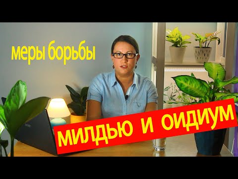 Видео: Милдью и оидиум винограда. Как отличить и чем лечить.