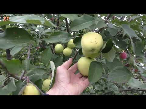 Видео: Обзор урожая яблок 2023 года в моём саду.