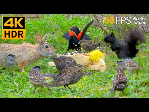 Видео: КОШКА ТВ 😺🐰 Весенние птицы, кролики и белки 🐿 Игры для котов 4K HDR