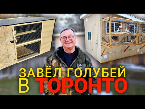 Видео: На старости лет завёл голубей в Торонто