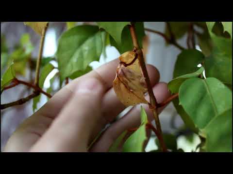 Видео: Циссус. Проблемы и их решение. //Валентина Земскова