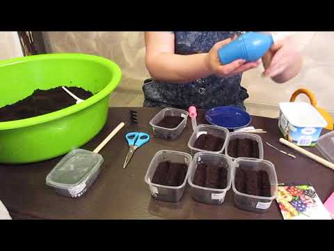 Видео: Посев Катарантуса,гвоздики,Будлеи,Вербены.