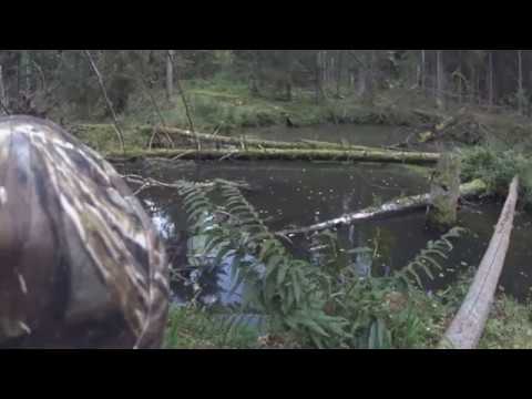 Видео: Охота на бобра с ружьем, Старею... Молодняк не стреляю! Hunting for beaver.