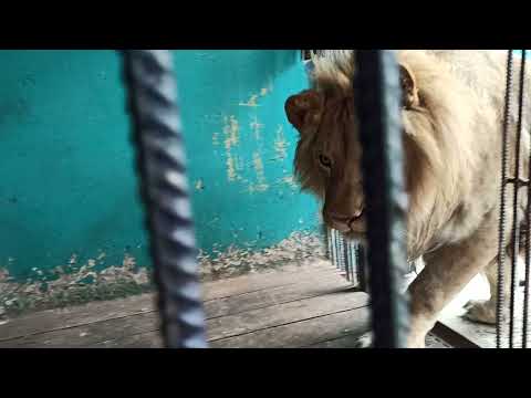 Видео: "Привет, мой сладкий 🦁 нос!!! "😍❤👍