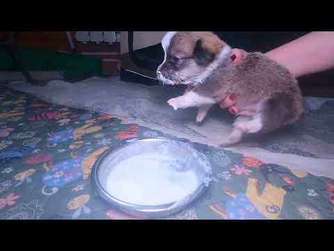 Видео: Первый прикорм щенков 21 день.