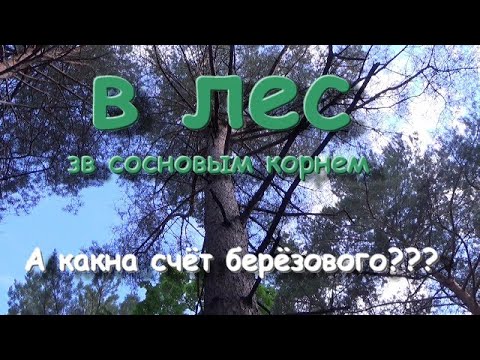 Видео: Поиск,заготовка и обработка соснового корня