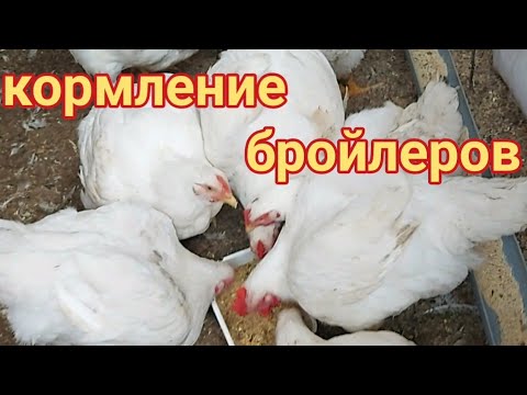 Видео: Кормление бройлеров мешанкой. Как сделать мешанку из зерносмеси и мясных отходов.