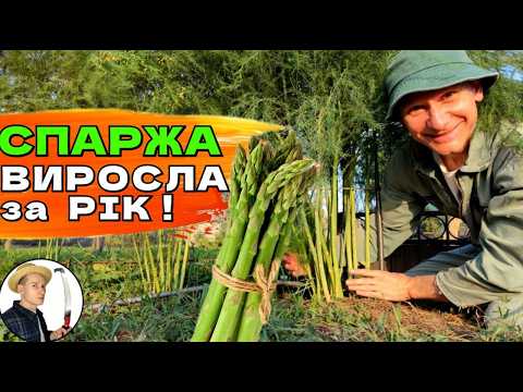 Видео: СПАРЖА - ВИРОЩУВАННЯ ЛЕГКО І ПРОСТО - МІЙ ДОСВІД
