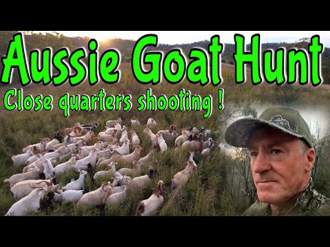 Видео: В погоне за дикими козами || Игра началась