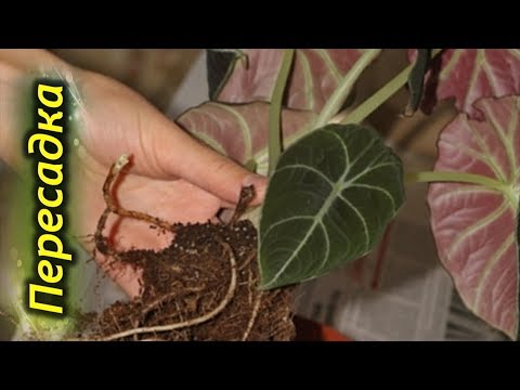 Видео: Пересадка Алоказии. Какой нужен горшок и грунт для пересадки Алоказии!