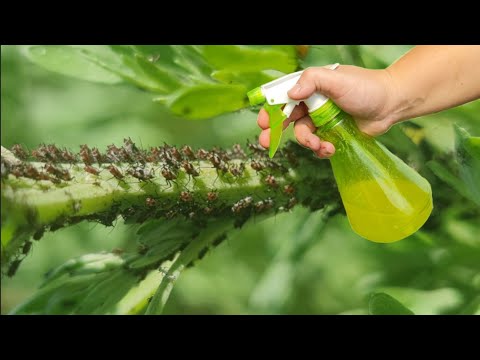 Видео: Тля исчезнет в одно мгновение с помощью этого натурального средства.Сделайте это сами,это натурально