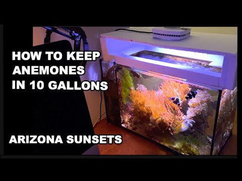 Видео: КАК Я СОХРАНЯЮ АНЕМОНЫ В 10 ГАЛЛОНАХ