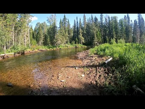 Видео: Рыбалка на поплавок. Ловля хариуса на таёжной речке.