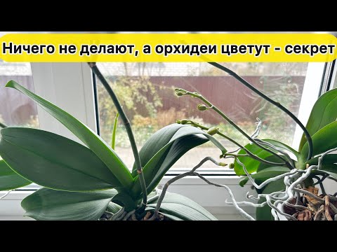 Видео: Орхидеи цветут и цветут без особого ухода Правильный горшок для орхидеи
