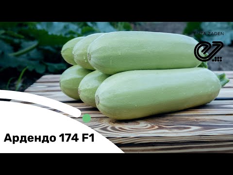 Видео: Ардендо 174 F1 – універсальний гібрид кабачка для вирощування в усі сезони.