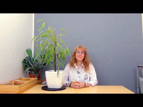 Видео: Формирование фикуса Али, вариант 1 (ч.8).