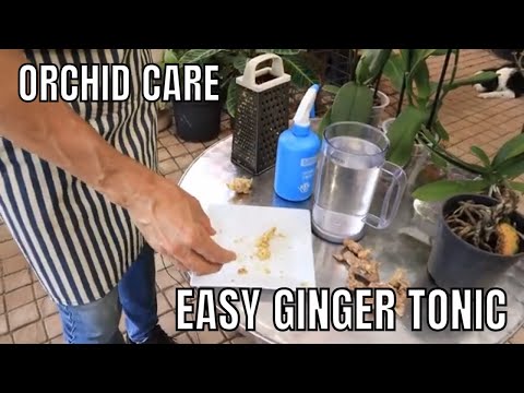 Видео: Сделайте это, чтобы оживить ваши умирающие орхидеи