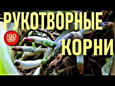 Видео: ВЫМАНИЛА ЁЖИКИ КОРНЕЙ У ОРХИДЕИ👍 ТАКОГО ЦВЕТЕНИЯ ВЫ НИКОГДА НЕ ВИДЕЛИ! VANDA KULWADEE FRAGRANCE #27