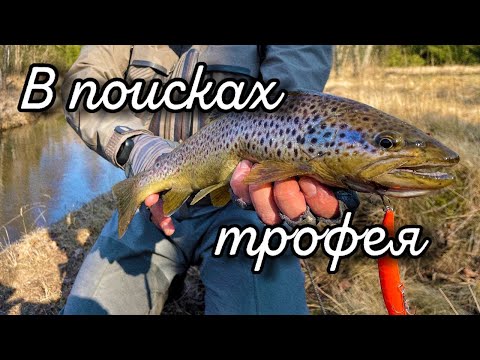 Видео: Ловля форели. Применение крупных приманок ранней весной. Трофейная Форель малых рек.