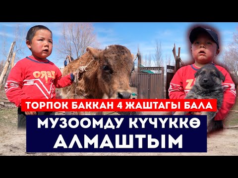 Видео: Торпок баккан 4 жаштагы бала // Музоомду күчүккө алмаштым // Сокол Медиа