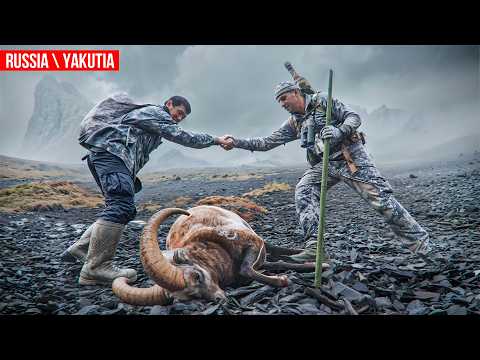 Видео: Трофейная охота в Якутии 2. Хараулахский снежный баран и Якутский медведь #охота