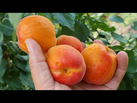 Видео: Абрикос АНЕГАТ 🍑 — пізній, великий і надзвичайно солодкий сорт! Ідеальний для вашого саду 🌳