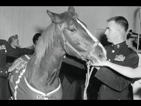 Видео: Аяллын тойрог АНУ -ын офицер цолтой Монгол морьны хөшөө болон бурбон дарсны нутгаар 🇱🇷🐴🇲🇳🍾🍷❤️