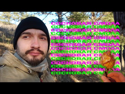 Видео: "Тайны сосновой смолы" (Собираю сосновую смолу)