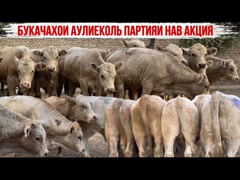 Видео: НАРХИ АРЗОН БУКАЧАХОИ АУЛИЕКОЛЬ ПАРТИЯИ НАВ 16 сентября 2025 г.