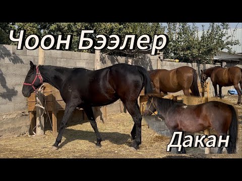 Видео: Уроонго Бээлер чыкты +996-773-349-497.    +996-553-641424.   15 октября 2025 г.