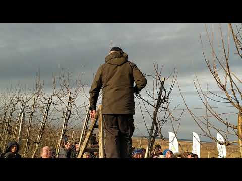 Видео: Обрізка яблуні від Нідерландського експерта на Буковині.