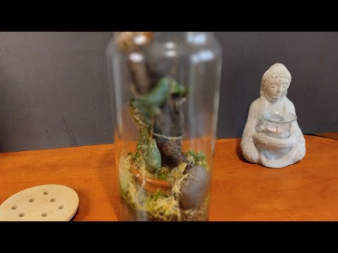 Видео: Хоия Имбриката  /Hoja Imbricata
