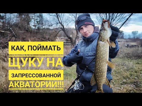 Видео: Как, поймать щуку на запрессованной акватории.