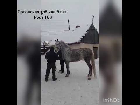 Видео: Лошади Васьки Таболяка