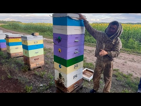 Видео: Пасіка❗️бджоли без роботи , підкидаєм магазини,сім’я медовик-це 💪,принос нектару зашкалює
