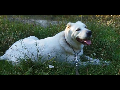 Видео: САО Веда, 5 лет. Жизнь сАбаки-алабаки, весна-лето 2023г.