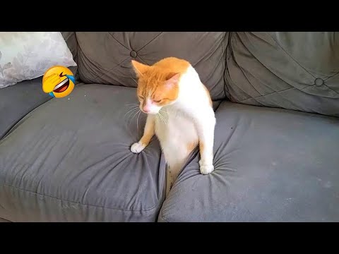 Видео: Приготовьтесь к переполнению смеха с этими забавными животными! 😂