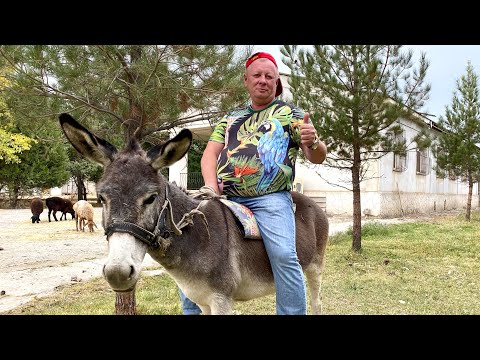 Видео: КАК ПРИГОТОВИТЬ ИДЕАЛЬНОЕ МЯСО С ОВОЩАМИ ! ТУЙ - КАБОБ В САМАРКАНДЕ #мясо #рецепт #туйкабоб