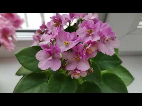 Видео: Цветение моих новинок фиалок.