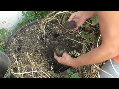 Видео: Картофель в скатах 2021 год. Наш эксперимент и урожай из 3-х клубней.